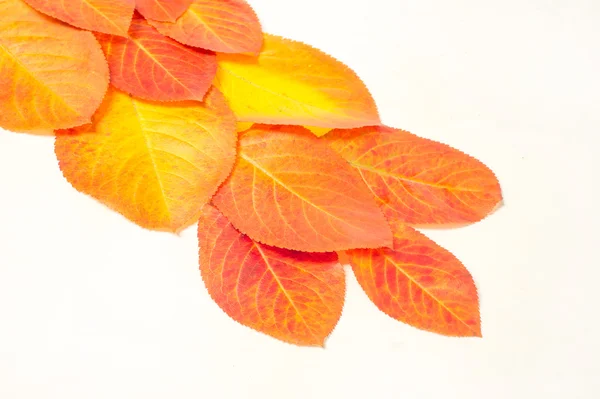 Podzimní listí červená žlutá, foceno v ateliéru. extraordin — Stock fotografie