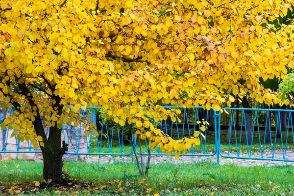 Herfstbladeren Van Apple Ronde Vruchten Van Een Boom Van Rose — Stockfoto