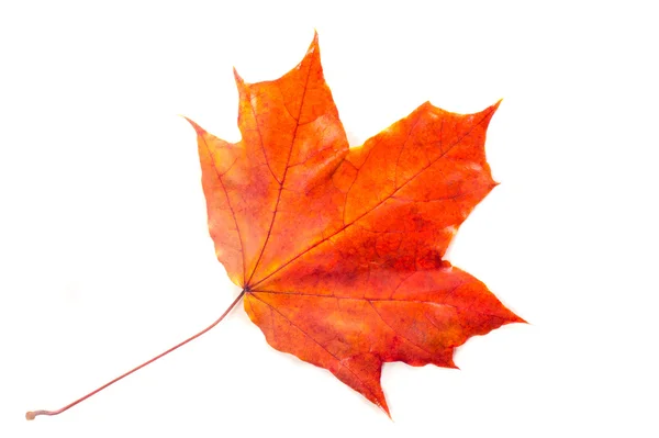 Tekstura, wzór, tło. Jesiennych liści na drzewie, klon lea — Zdjęcie stockowe