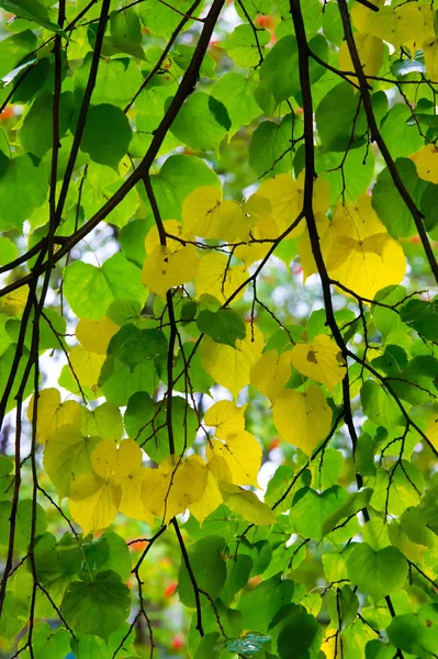 Tekstury Tła Jesienne Liście Drzewie Trzeci Sezon Roku Kiedy Rośliny — Zdjęcie stockowe