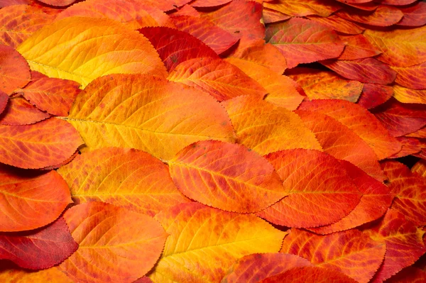 Autumn leaves red yellow, photographed in the studio. extraordin — Stock Photo, Image