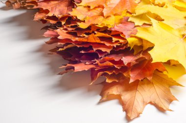 Doku, desen, arka plan. Akçaağaç yaprakları sonbaharda bir ağaç veya s