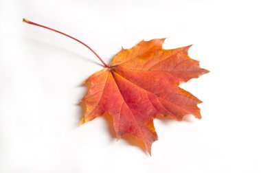 Doku, desen, arka plan. Beyaz bir arka sonbahar akçaağaç yaprağı
