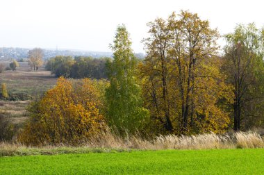 Sonbahar, kış buğday, kış tahıl, Kırmızı Sarı güzel ağaçlar, parlak yeşil kış bitkileri