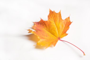 Doku, desen, arka plan. Beyaz bir arka sonbahar akçaağaç yaprağı