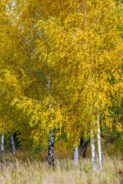 Sonbahar. Linden, karaçam, meşe, yüksek kuru ot huş ağacı. Sarı altın rengi kırmızı boyalı