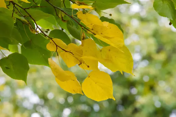 Textura Patrón Fondo Hojas Amarillas Doradas Árbol Otoño Llegado Bosque —  Fotos de Stock
