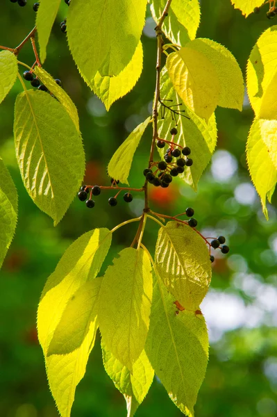 Листья Вишни Латинском Языке Prunus Maackii Padus Maackii Осенью Солнечный — стоковое фото