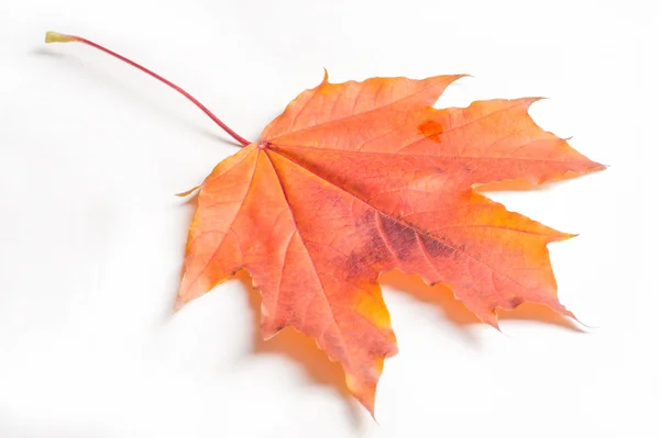 Textura, padrão, fundo. folha de bordo de outono em umas costas brancas — Fotografia de Stock