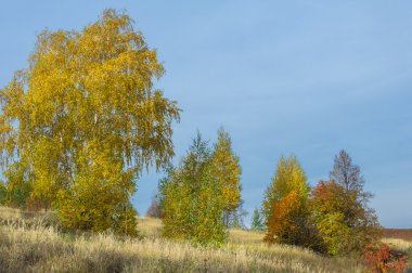 Huş ağaçları sonbahar, Hint yaz, tarıma elverişli alanlar, üvez Güz. Kuru ot. geç sonbaharda meydana gelen olağandışı kuru, sıcak hava bir süre.