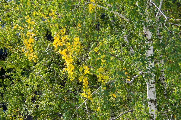 テクスチャ パターン 木の葉が落ちる 白樺の葉から小枝し 葉します 白い樹皮とハート形の葉を持つ落葉性の高木 — ストック写真