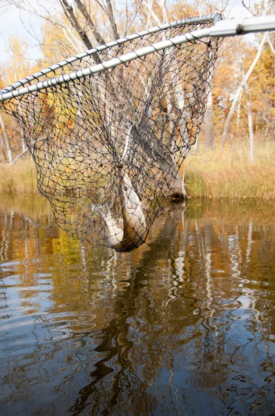 Hösten Fisk Som Fångas Gädda — Stockfoto
