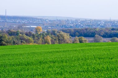 Sonbahar, kış buğday, kış tahıl, Kırmızı Sarı güzel ağaçlar, parlak yeşil kış bitkileri