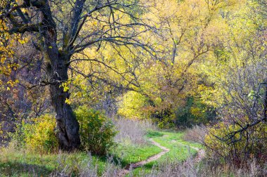 Sonbahar yaprak döken orman elm yaprak bir büyük akça ağaç arka planda olmadan ön planda. Bunlar arasında toprak yol