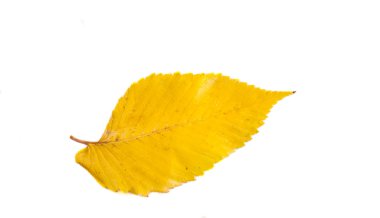 Oak forest sonbaharda. sonbahar yaprakları renkli. Altın sonbahar ben