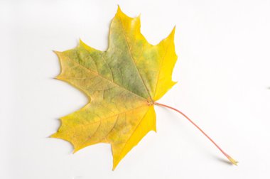 Doku, desen, arka plan. Akçaağaç yaprakları sonbaharda bir ağaç veya s