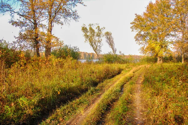 Sonbahar yol ormanın içinde. bulanık yol