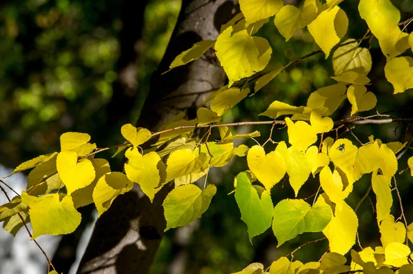 Texture Pattern Background Leaves Fall Leaves Twigs Leaves Linden Deciduous — Stock Photo, Image