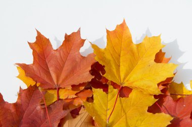 Doku, desen. Beyaz bir arka plan üzerinde sonbahar akçaağaç yaprağı 