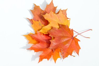 Doku, desen. Beyaz bir arka plan üzerinde sonbahar akçaağaç yaprağı 