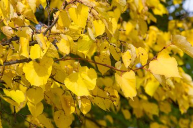 Doku, desen, arka plan. Yapraklar sonbaharda. Ihlamur yaprakları ile çırpı ve bırakır. kalp şeklinde yaprakları ve kokulu sarı çiçekleri, kuzey ılıman bölgelere yerli yaprak döken bir ağaç.