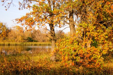 Oak forest sonbaharda. Nehir suyu soğuk sonbahar geldi. Renkli sonbahar yaprakları