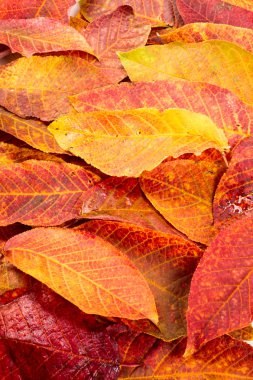 Doku, desen, arka plan. Yapraklar sonbaharda ağaçların, stüdyo sho