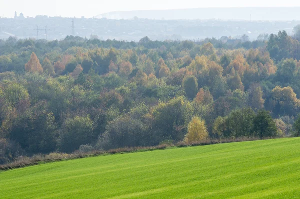 Podzim Ozimé Pšenice Zimní Zrna Červená Žlutá Krásné Stromy Zářivě — Stock fotografie