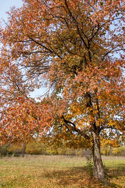 Outono Ulmeiro Com Folhas Vermelhas Brilhantes Uma Árvore Decídua Alta — Fotografia de Stock