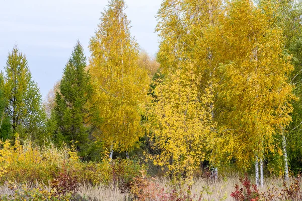 Podzim Bříza Lípa Modřín Dub Vysoké Suché Trávy Malované Žluté — Stock fotografie