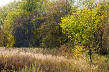 Orman, orman yaprak döken ağaç, sonbahar renkleri sonbaharda ahşap boyalı