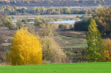 Sonbahar, kış buğday, kış tahıl, Kırmızı Sarı güzel ağaçlar, parlak yeşil kış bitkileri