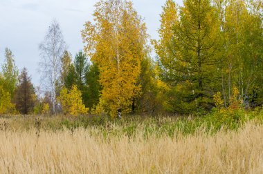 Sonbahar. Linden, karaçam, meşe, yüksek kuru ot huş ağacı. Sarı altın rengi kırmızı boyalı