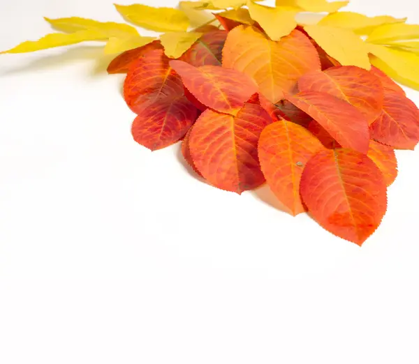 Texture Pattern Leaves Autumn Trees Studio Shooting Isolated White Background — Stock Photo, Image