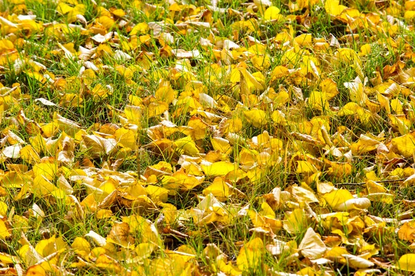 Texture Pattern Background Autumn Leaves Carpet Ground Autumn Leaves Grass — Stock Photo, Image
