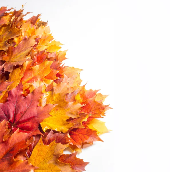 Texture Pattern Background Autumn Maple Leaves White Background Place Designer — Stock Photo, Image