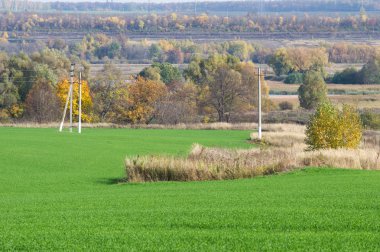 Sonbahar, kış buğday, kış tahıl, Kırmızı Sarı güzel ağaçlar, parlak yeşil kış bitkileri
