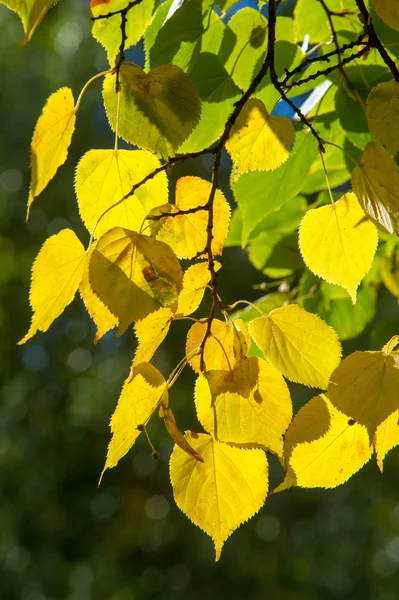 秋天的叶子 一年中的美好时光 在北半球 9月至11月是今年的第三个季节 那里采集了作物和水果 树叶掉落 — 图库照片