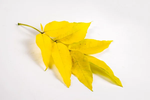Tekstury, tła. Jesienne liście. Klon mandżurski (Mandżurii — Zdjęcie stockowe
