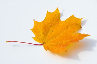 Doku, desen. Beyaz bir arka plan üzerinde sonbahar akçaağaç yaprağı 