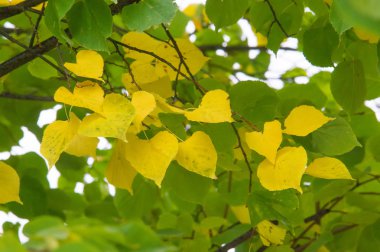 Doku, desen, arka plan. Bir ağaç üzerinde sarı altın yaprağı, ormana sonbahar geldi,