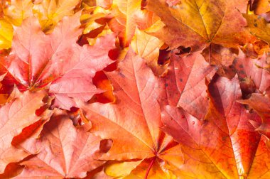 Doku, desen, arka plan. Beyaz bir arka sonbahar akçaağaç yaprağı