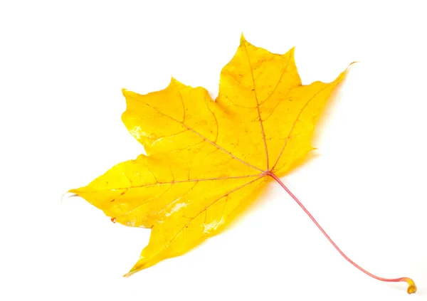 Tekstura, wzór, tło. Zbliżenie: jesień liść klonu na w — Zdjęcie stockowe