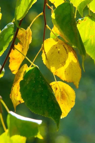 Texture Pattern Background Autunno Autunno Oro Prime Foglie Gialle Fotografate — Foto Stock