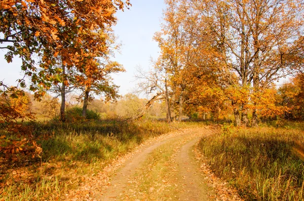 Otoño en el bosque de robles. hojas de color otoño. el otoño dorado es brillante, cálido y un poco triste —  Fotos de Stock