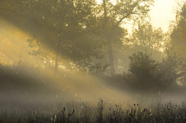 Floresta de queda, nevoeiro, manhã, noite, sol amarelo brilhante. Feijões raros — Fotografia de Stock