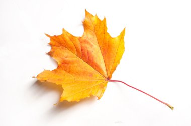 Doku, arka plan. Sonbahar akçaağaç yaprakları. Beyaz bir arka plan üzerinde,
