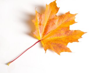 Doku, arka plan. Sonbahar akçaağaç yaprakları. Beyaz bir arka plan üzerinde,