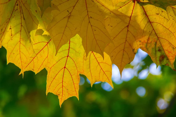 Texture Pattern Background Autumn Leaves Yellow Golden Beautiful Time Year — Stock Photo, Image
