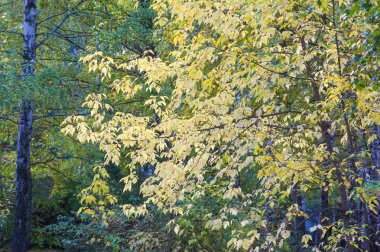 Doku, arka plan. Sonbahar yaprakları. Acer mandshuricum (Manchurian akçaağaç)